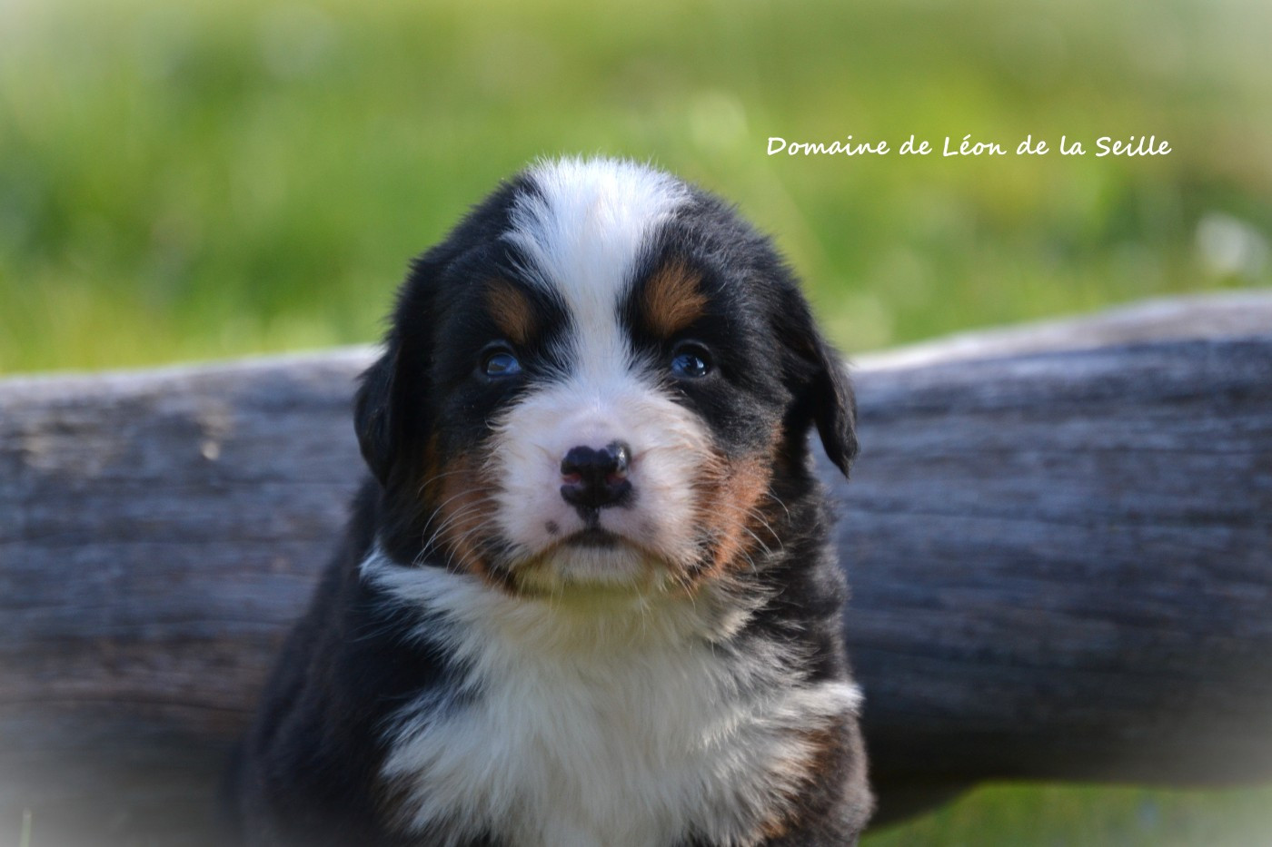 du Domaine De Léon De La Seille - Chiots disponibles - Bouvier Bernois
