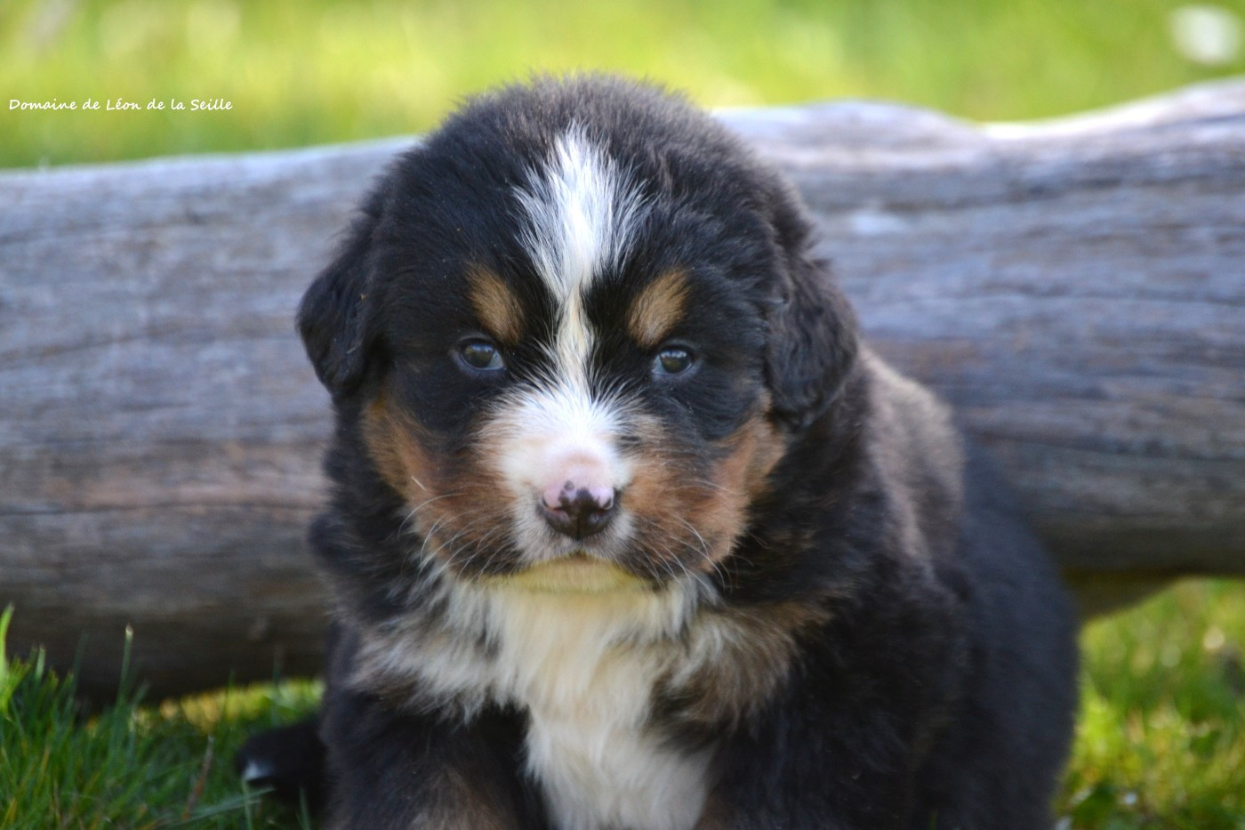 du Domaine De Léon De La Seille - Chiots disponibles - Bouvier Bernois