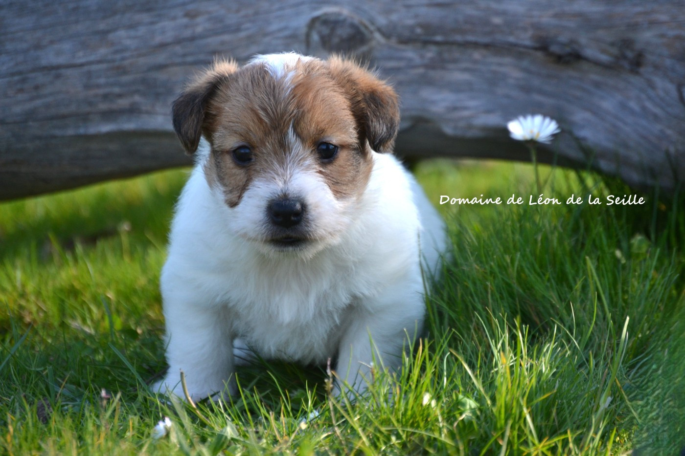 du Domaine De Léon De La Seille - Chiots disponibles - Jack Russell Terrier