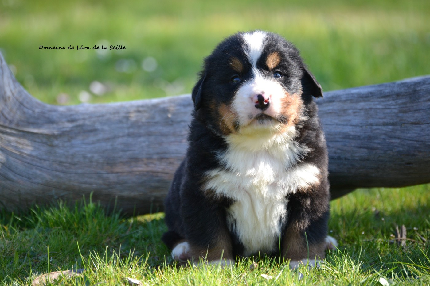 du Domaine De Léon De La Seille - Chiots disponibles - Bouvier Bernois