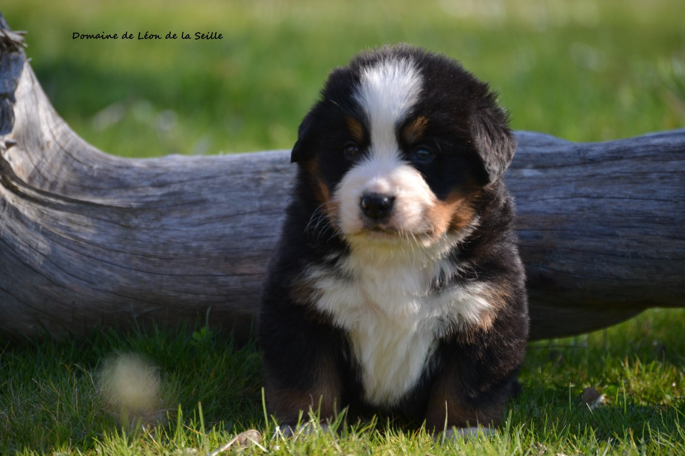 du Domaine De Léon De La Seille - Chiots disponibles - Bouvier Bernois
