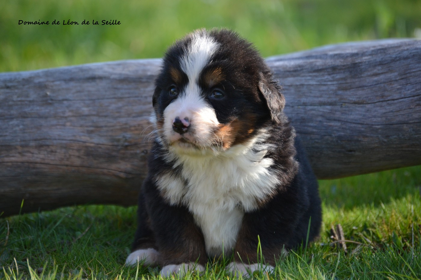 du Domaine De Léon De La Seille - Chiots disponibles - Bouvier Bernois