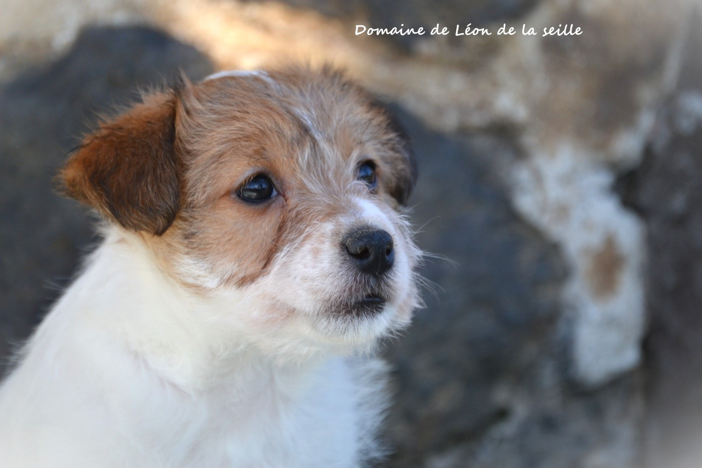 du Domaine De Léon De La Seille - Jack Russell Terrier - Portée née le 14/02/2026