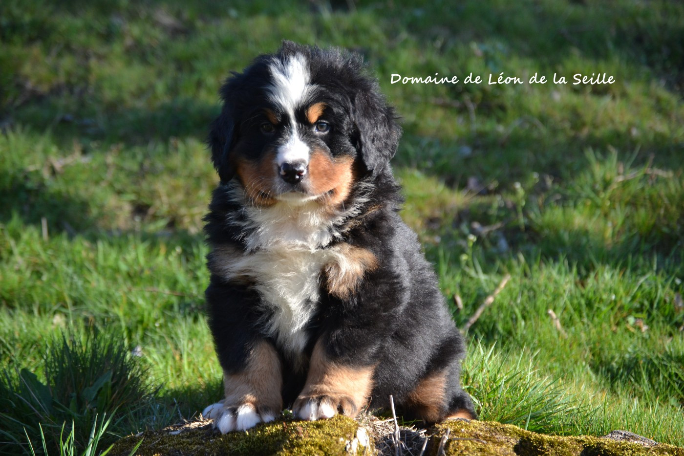 du Domaine De Léon De La Seille - Chiots disponibles - Bouvier Bernois