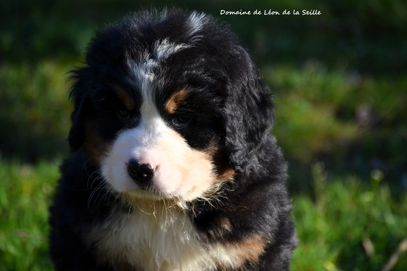 du Domaine De Léon De La Seille - Chiots disponibles - Bouvier Bernois