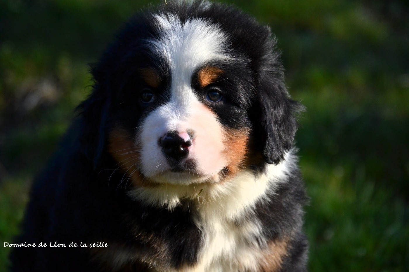 du Domaine De Léon De La Seille - Chiots disponibles - Bouvier Bernois
