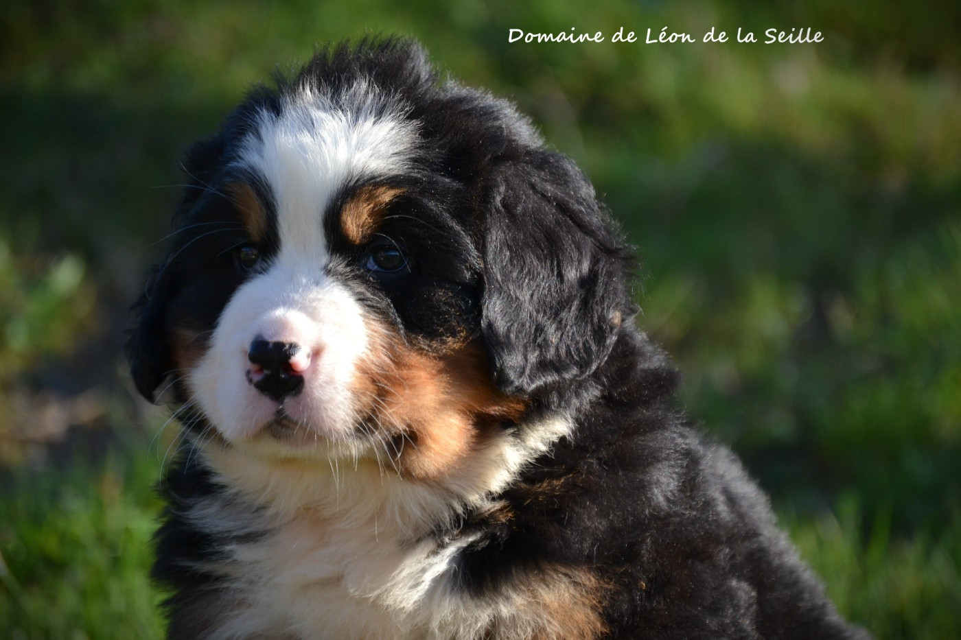 du Domaine De Léon De La Seille - Chiots disponibles - Bouvier Bernois