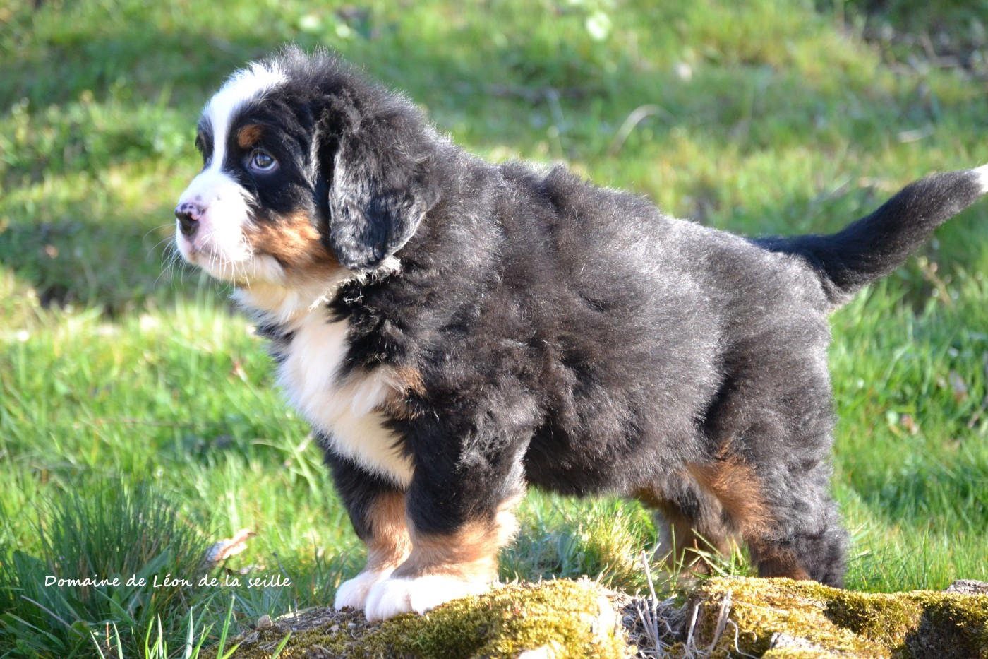 du Domaine De Léon De La Seille - Chiots disponibles - Bouvier Bernois