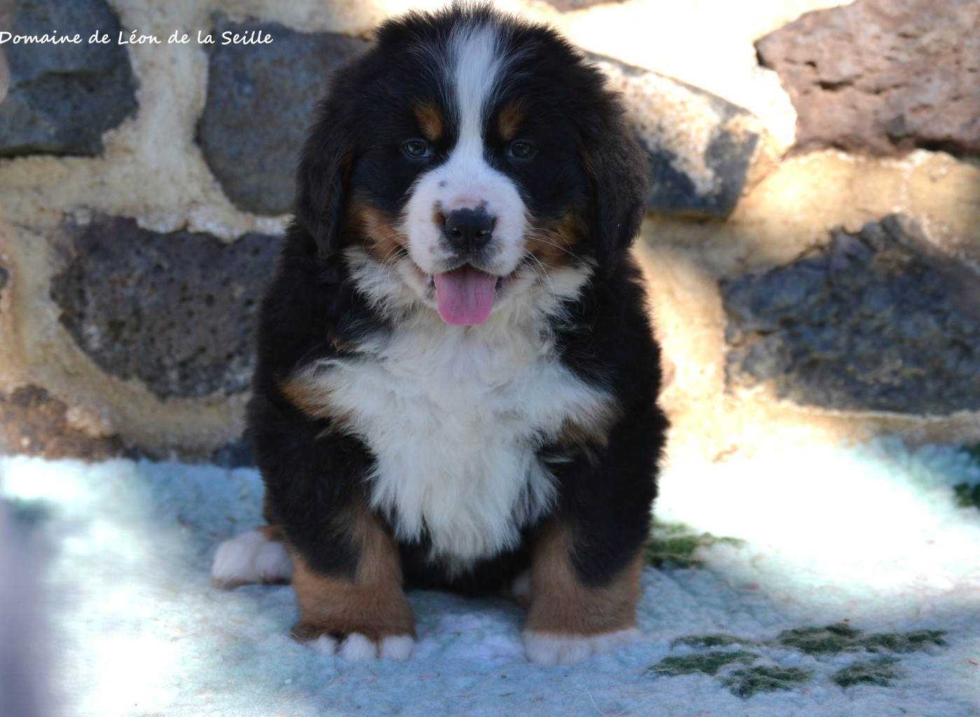 BLOOM DU DOMAINE DE LEON DE LA SEILLE