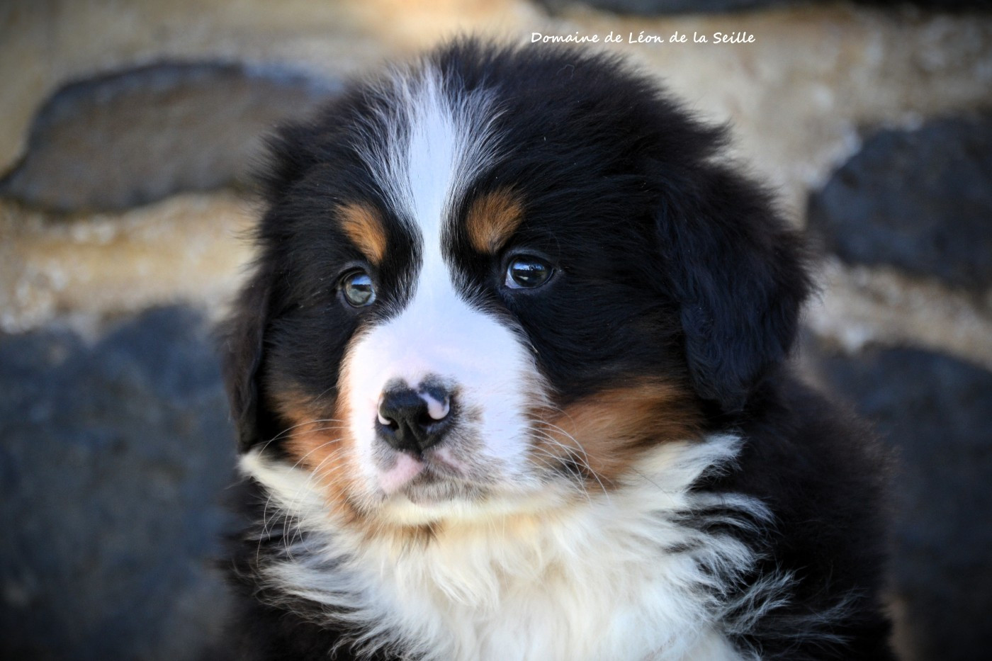 du Domaine De Léon De La Seille - Chiots disponibles - Bouvier Bernois