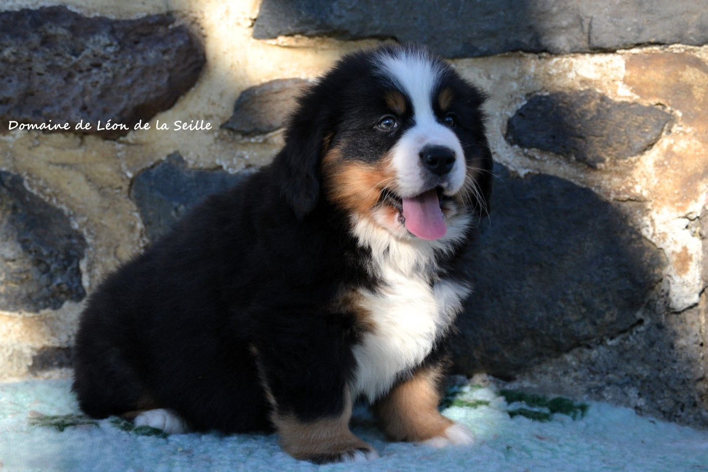 Chiot Bouvier Bernois du Domaine De Léon De La Seille