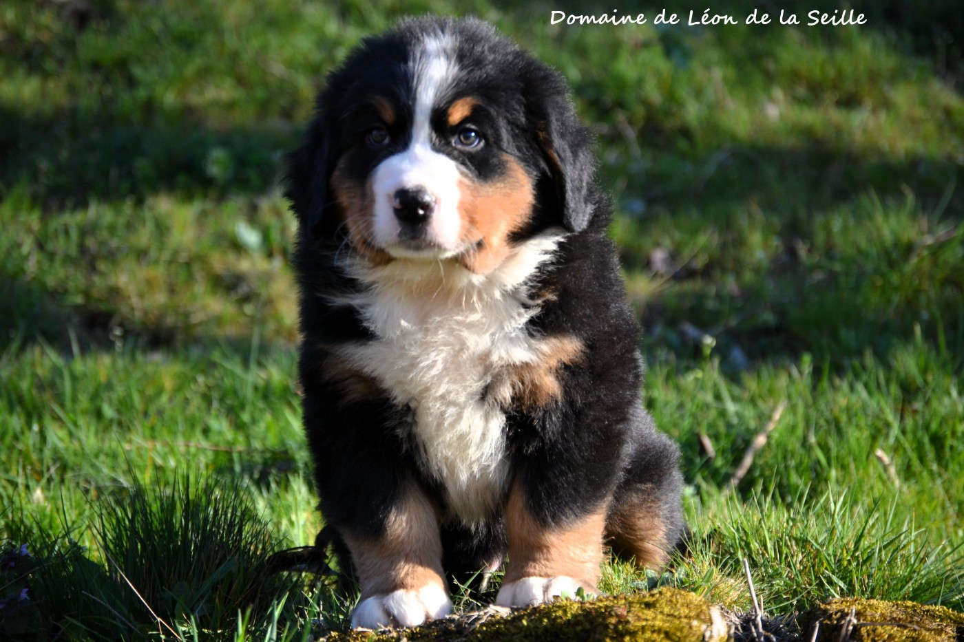 du Domaine De Léon De La Seille - Chiots disponibles - Bouvier Bernois