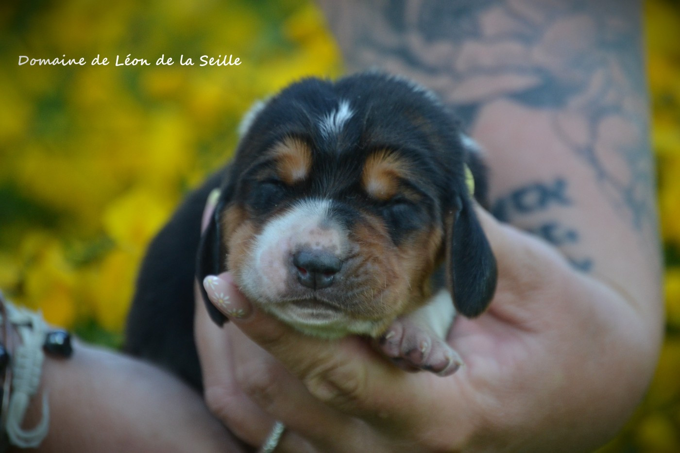 du Domaine De Léon De La Seille - Chiots disponibles - Basset Hound