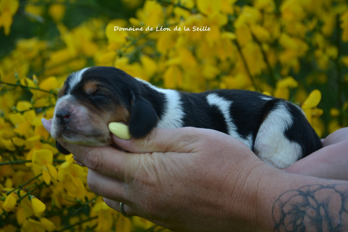 Chiot Basset Hound du Domaine De Léon De La Seille