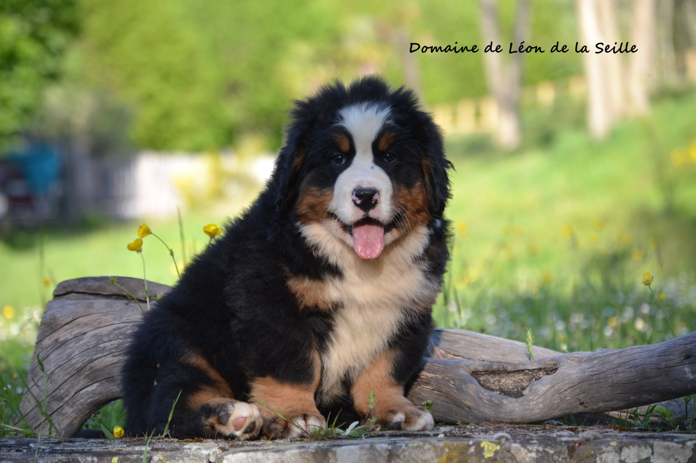 du Domaine De Léon De La Seille - Chiots disponibles - Bouvier Bernois