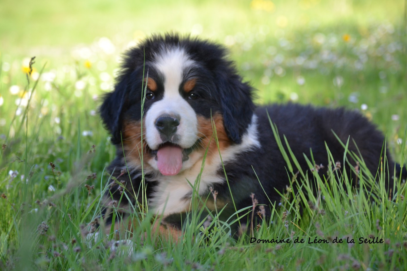 du Domaine De Léon De La Seille - Chiots disponibles - Bouvier Bernois