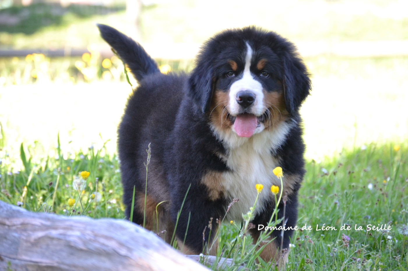 du Domaine De Léon De La Seille - Chiots disponibles - Bouvier Bernois