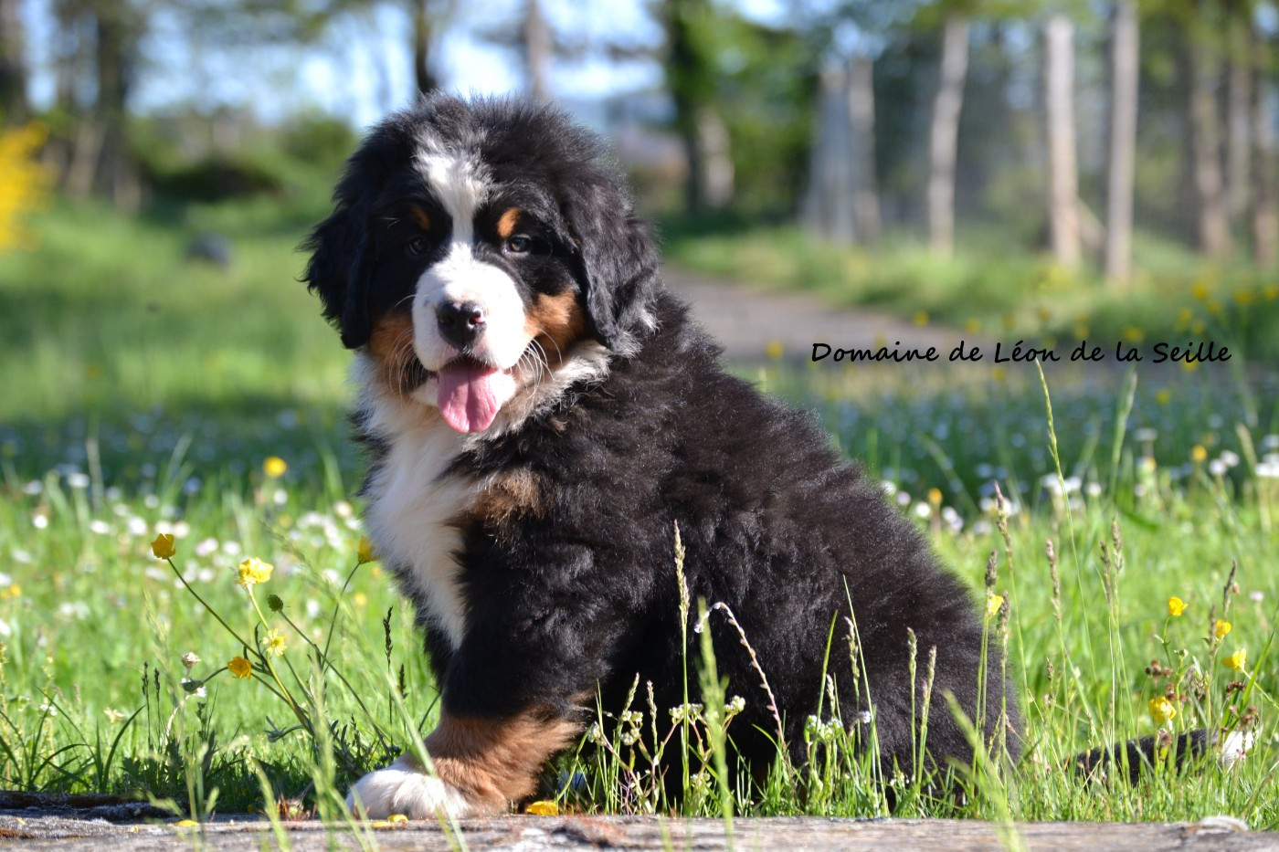 du Domaine De Léon De La Seille - Chiots disponibles - Bouvier Bernois