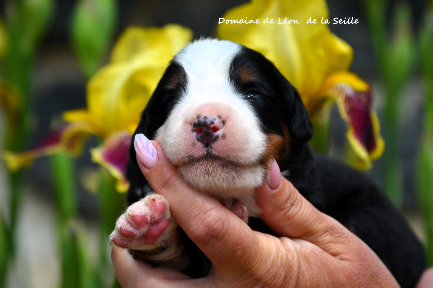 du Domaine De Léon De La Seille - Chiots disponibles - Bouvier Bernois