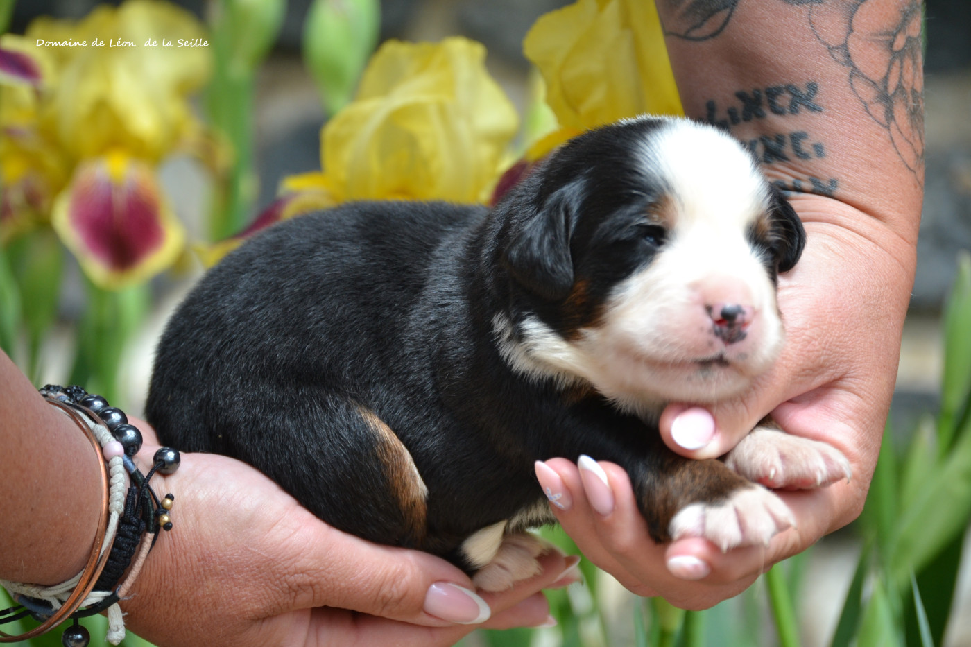 du Domaine De Léon De La Seille - Chiots disponibles - Bouvier Bernois