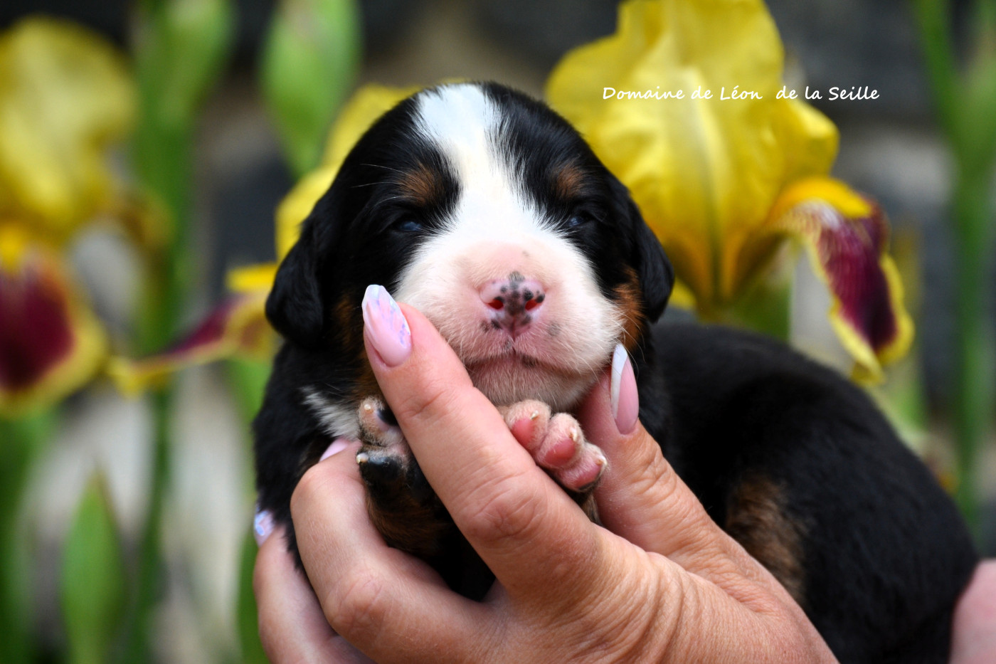 du Domaine De Léon De La Seille - Chiots disponibles - Bouvier Bernois