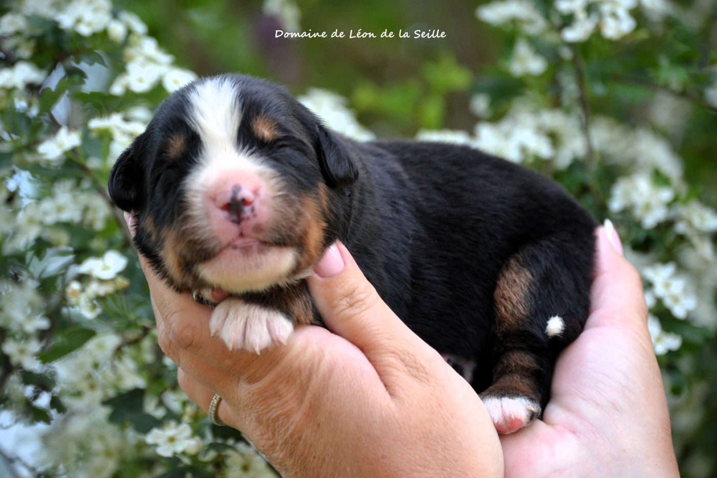 du Domaine De Léon De La Seille - Chiots disponibles - Bouvier Bernois