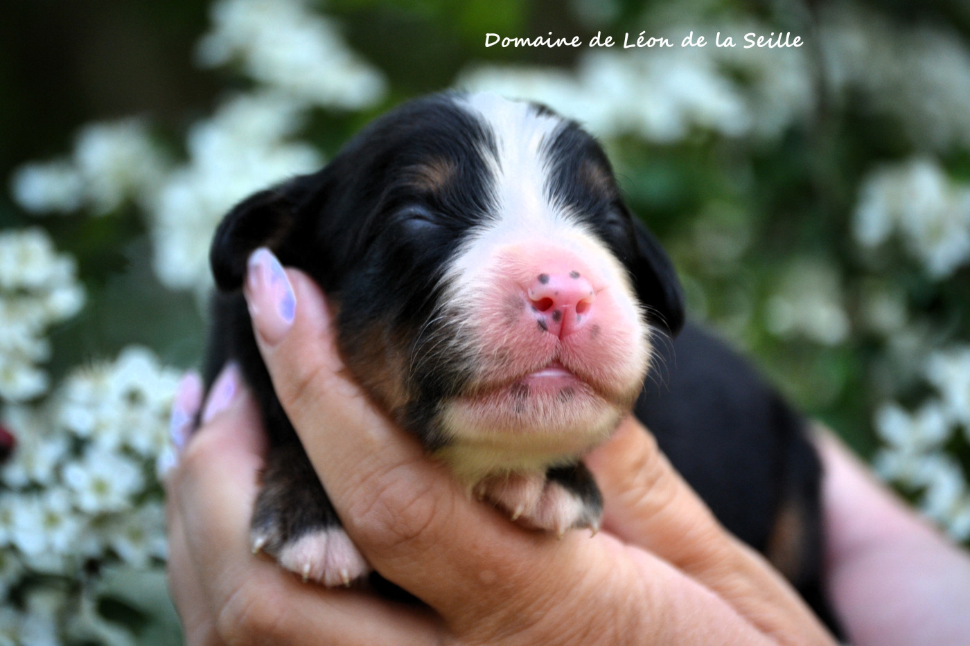 du Domaine De Léon De La Seille - Chiots disponibles - Bouvier Bernois