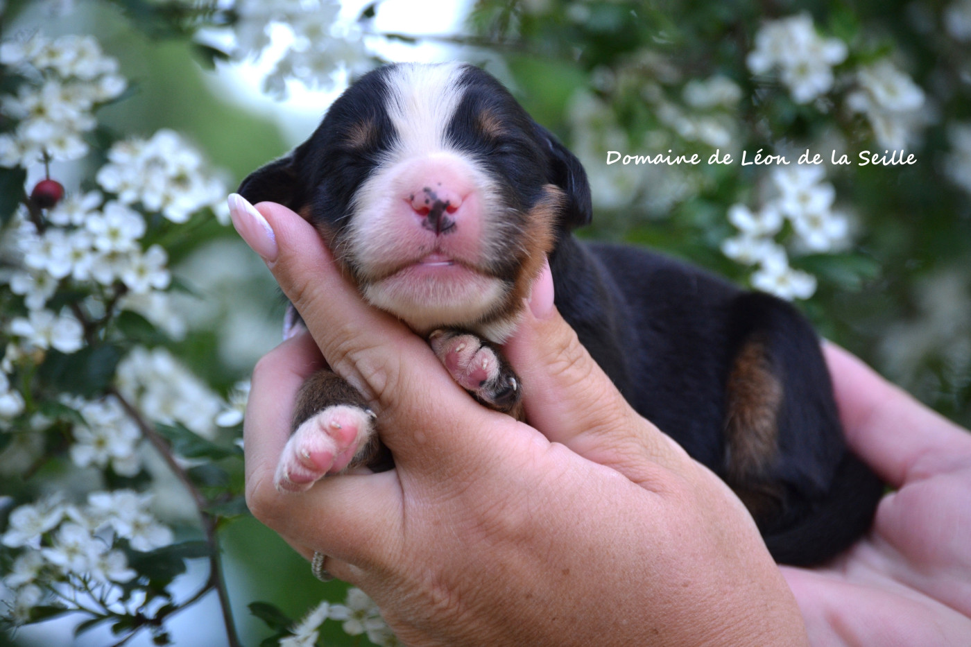 du Domaine De Léon De La Seille - Chiots disponibles - Bouvier Bernois