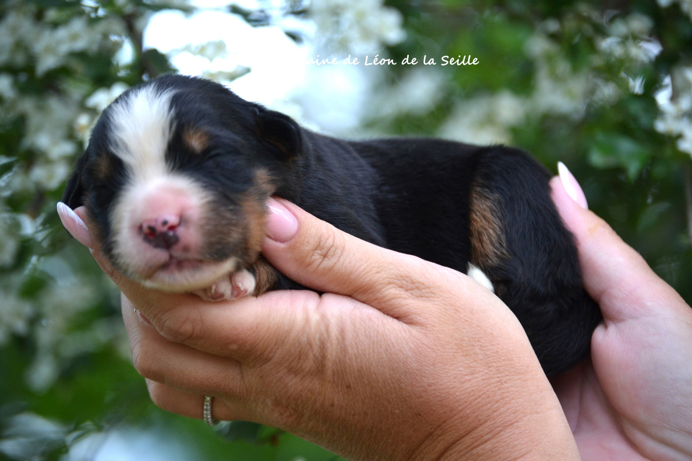 du Domaine De Léon De La Seille - Chiots disponibles - Bouvier Bernois