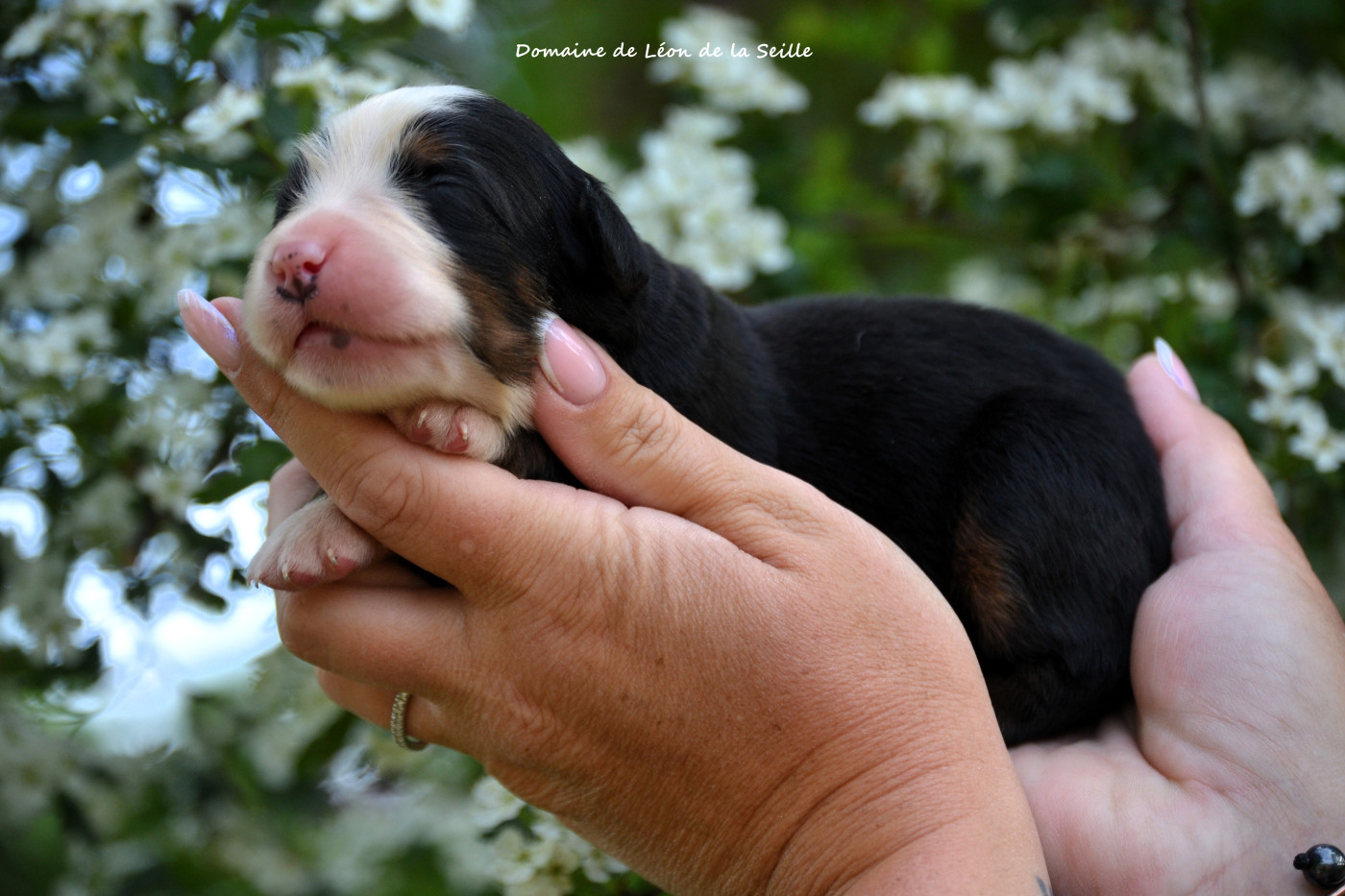 du Domaine De Léon De La Seille - Chiots disponibles - Bouvier Bernois