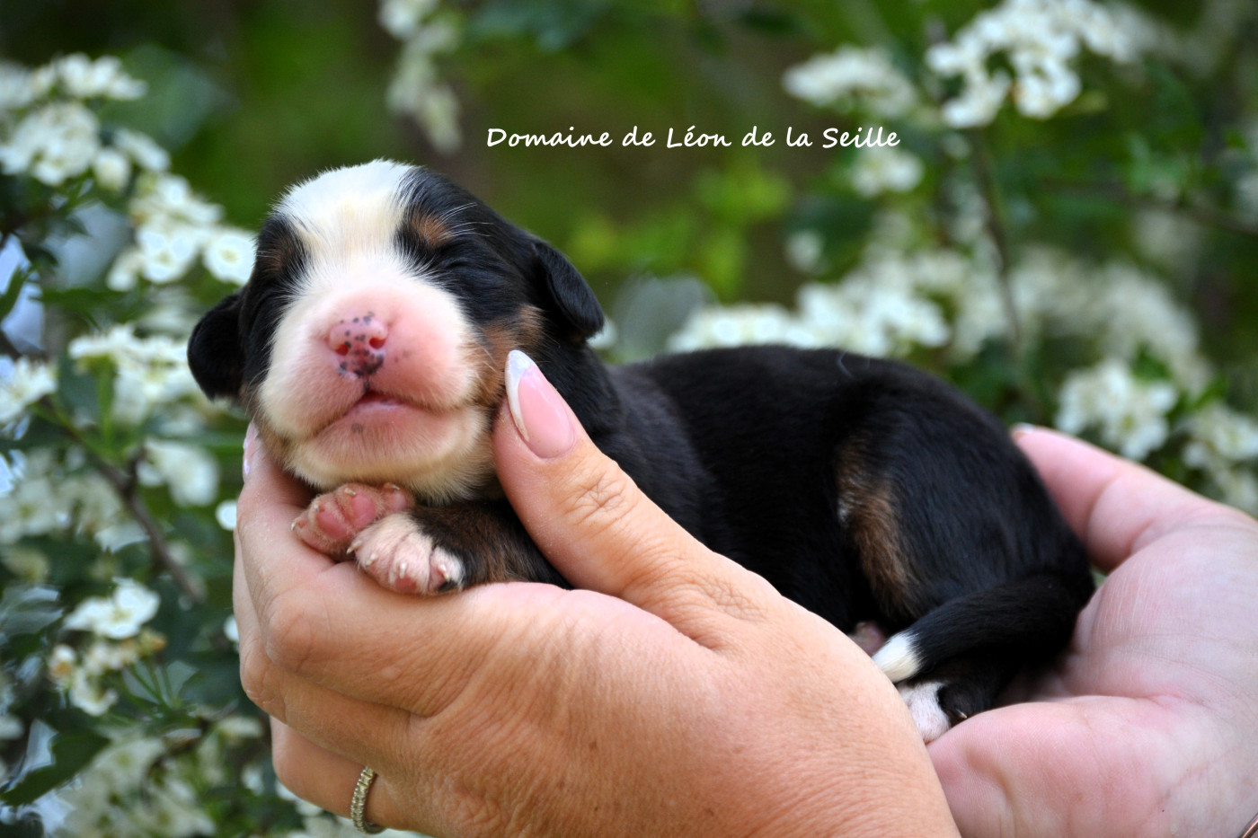 du Domaine De Léon De La Seille - Chiots disponibles - Bouvier Bernois