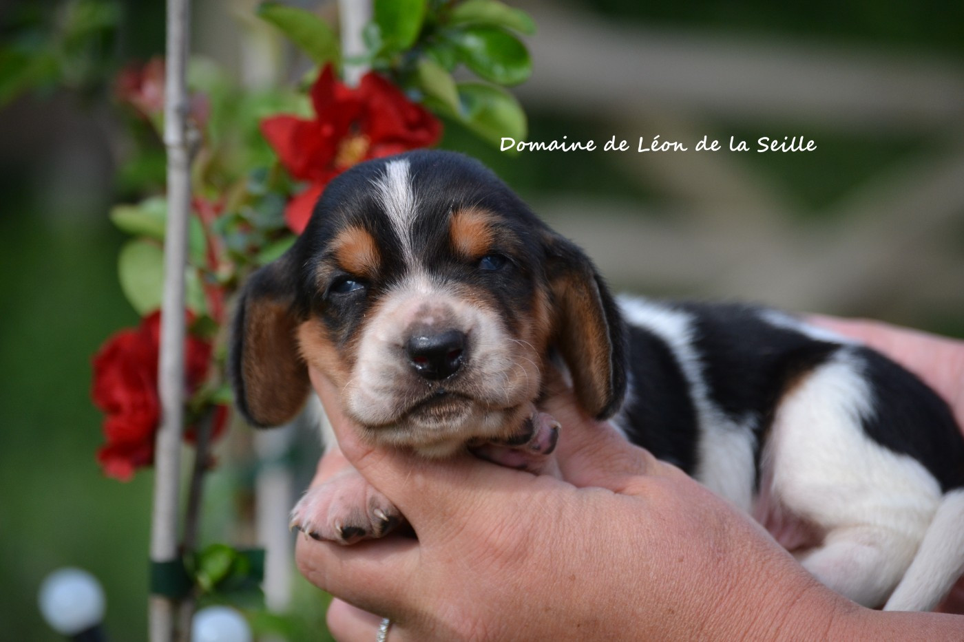 Chiot Basset Hound du Domaine De Léon De La Seille
