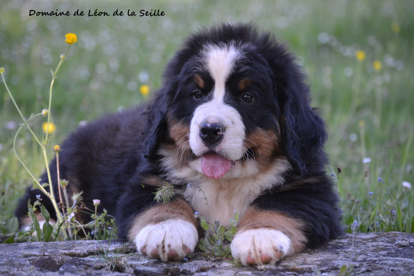 du Domaine De Léon De La Seille - Chiots disponibles - Bouvier Bernois