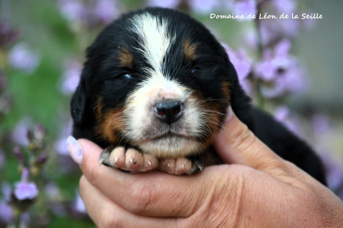 du Domaine De Léon De La Seille - Chiots disponibles - Bouvier Bernois
