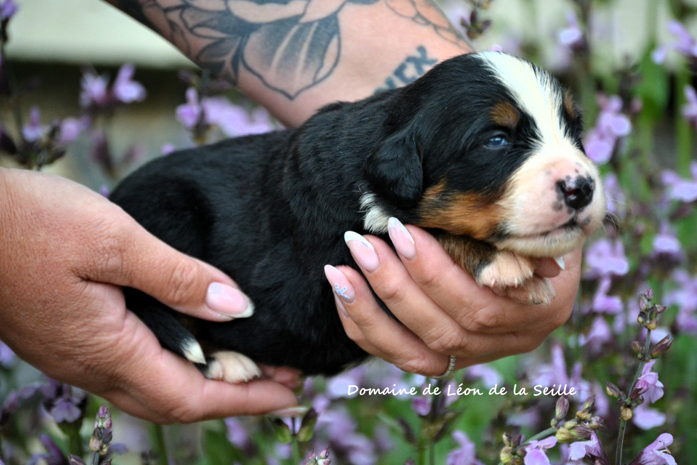 du Domaine De Léon De La Seille - Chiots disponibles - Bouvier Bernois