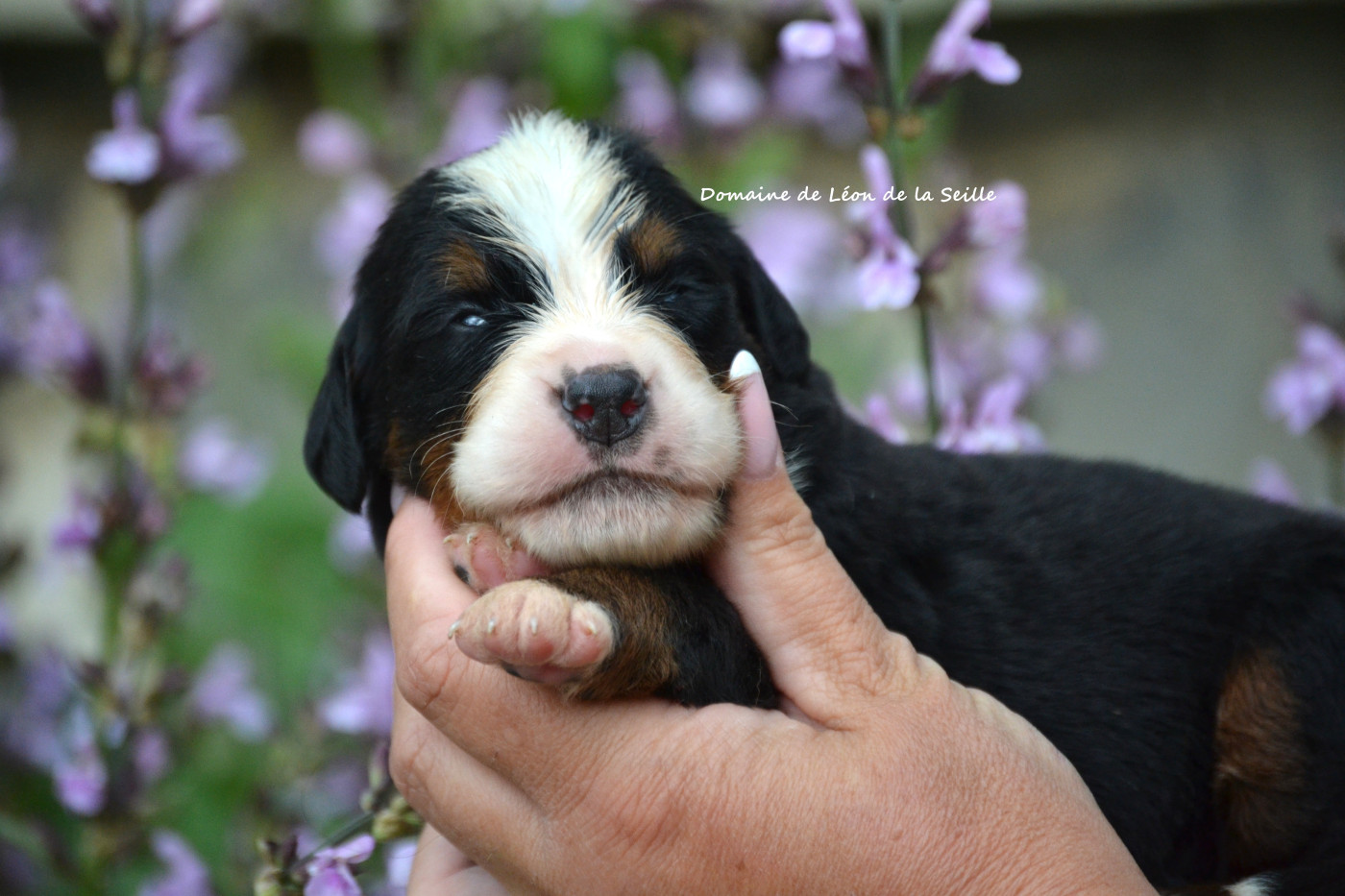 du Domaine De Léon De La Seille - Chiots disponibles - Bouvier Bernois