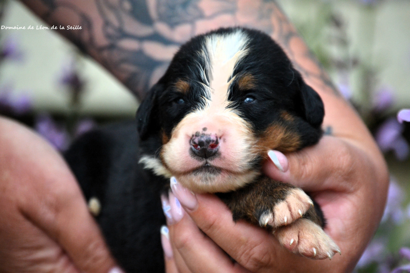 du Domaine De Léon De La Seille - Chiots disponibles - Bouvier Bernois