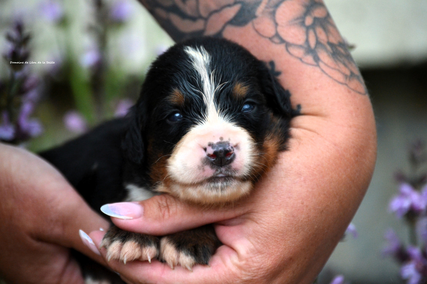 du Domaine De Léon De La Seille - Chiots disponibles - Bouvier Bernois