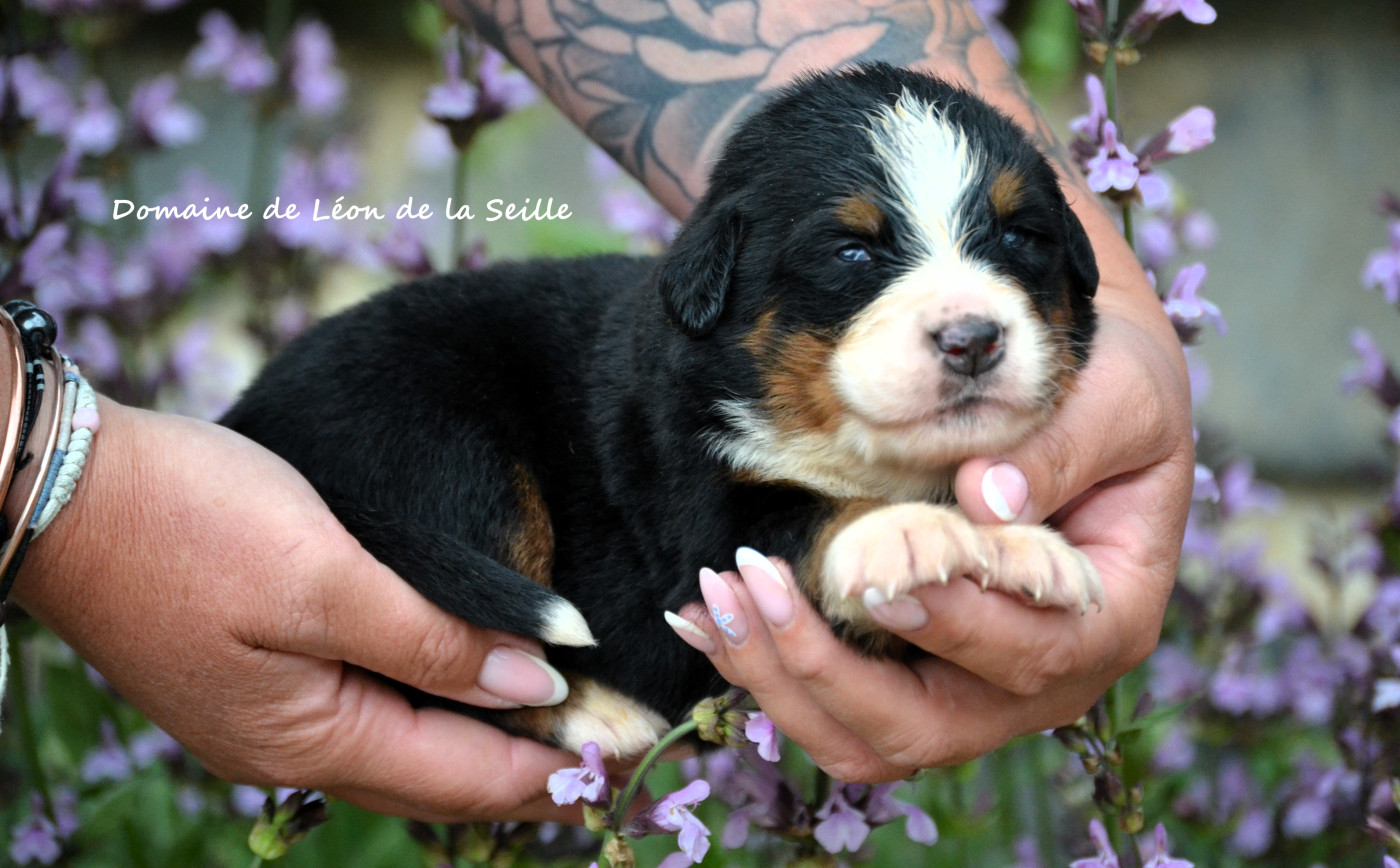 du Domaine De Léon De La Seille - Chiots disponibles - Bouvier Bernois