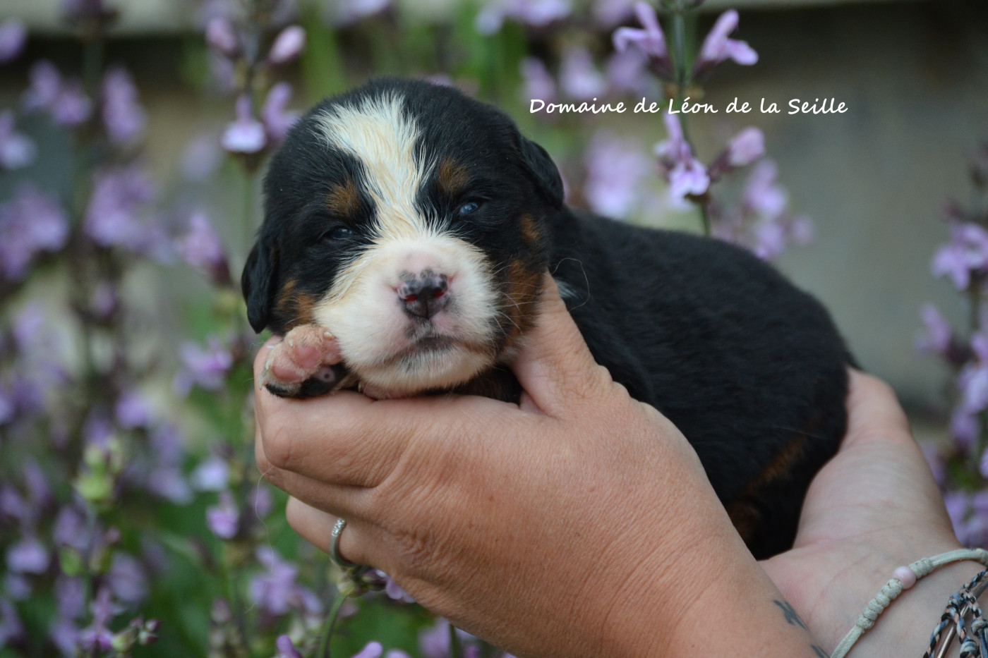 du Domaine De Léon De La Seille - Chiots disponibles - Bouvier Bernois