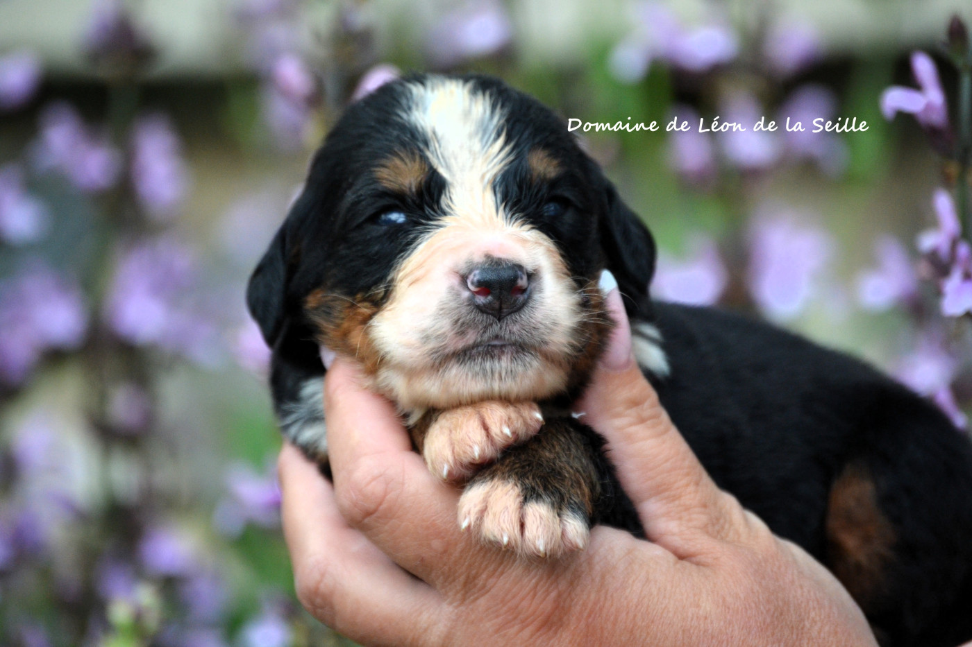 du Domaine De Léon De La Seille - Chiots disponibles - Bouvier Bernois