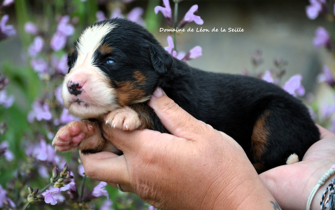 du Domaine De Léon De La Seille - Chiots disponibles - Bouvier Bernois