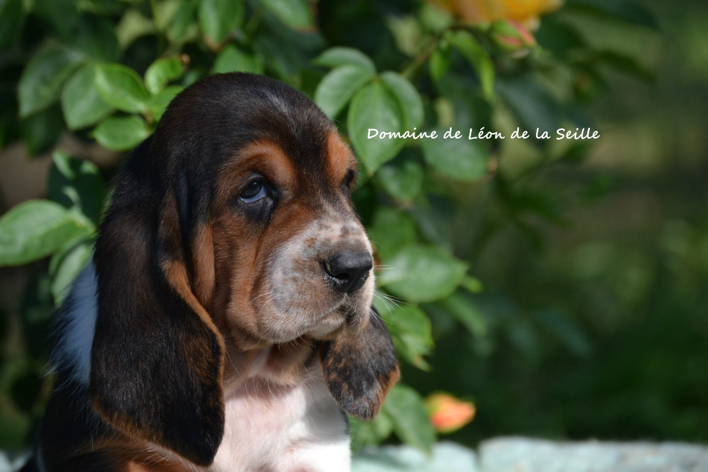 du Domaine De Léon De La Seille - Basset Hound - Portée née le 17/04/2026