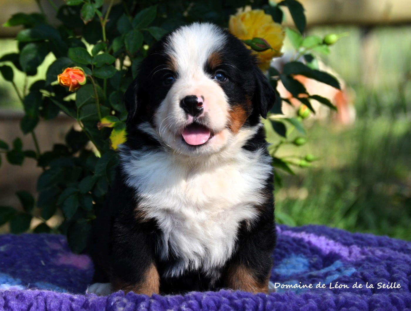 du Domaine De Léon De La Seille - Chiots disponibles - Bouvier Bernois