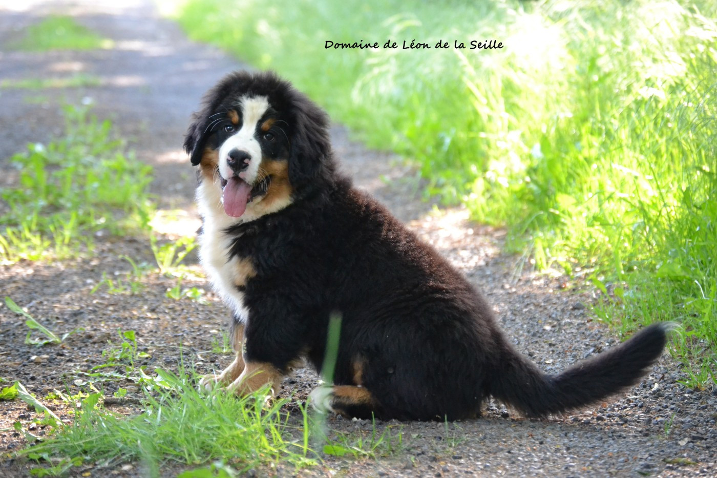 du Domaine De Léon De La Seille - Chiots disponibles - Bouvier Bernois