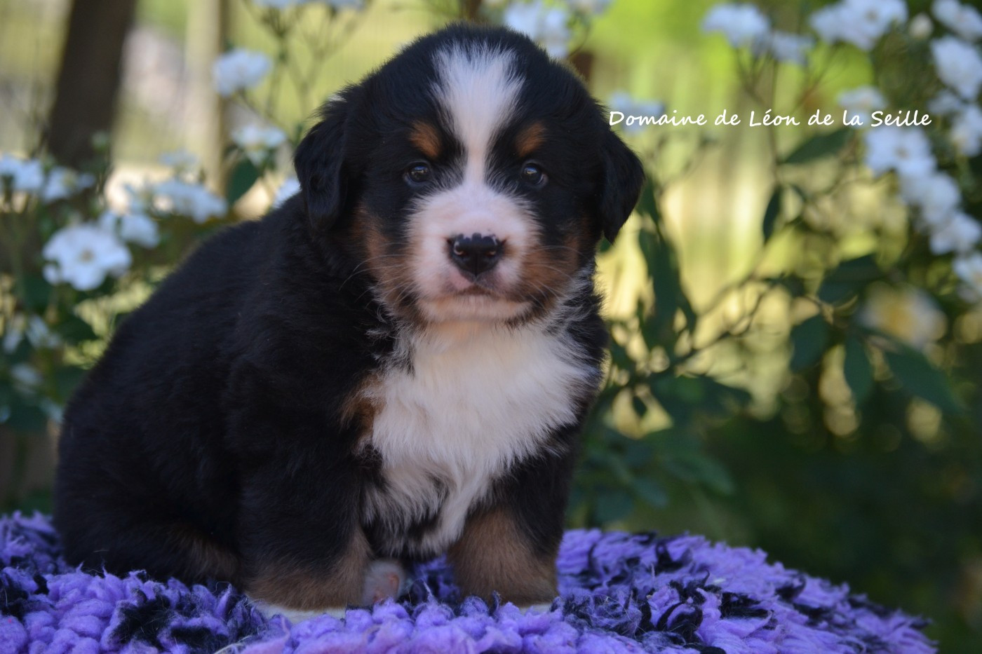 du Domaine De Léon De La Seille - Chiots disponibles - Bouvier Bernois