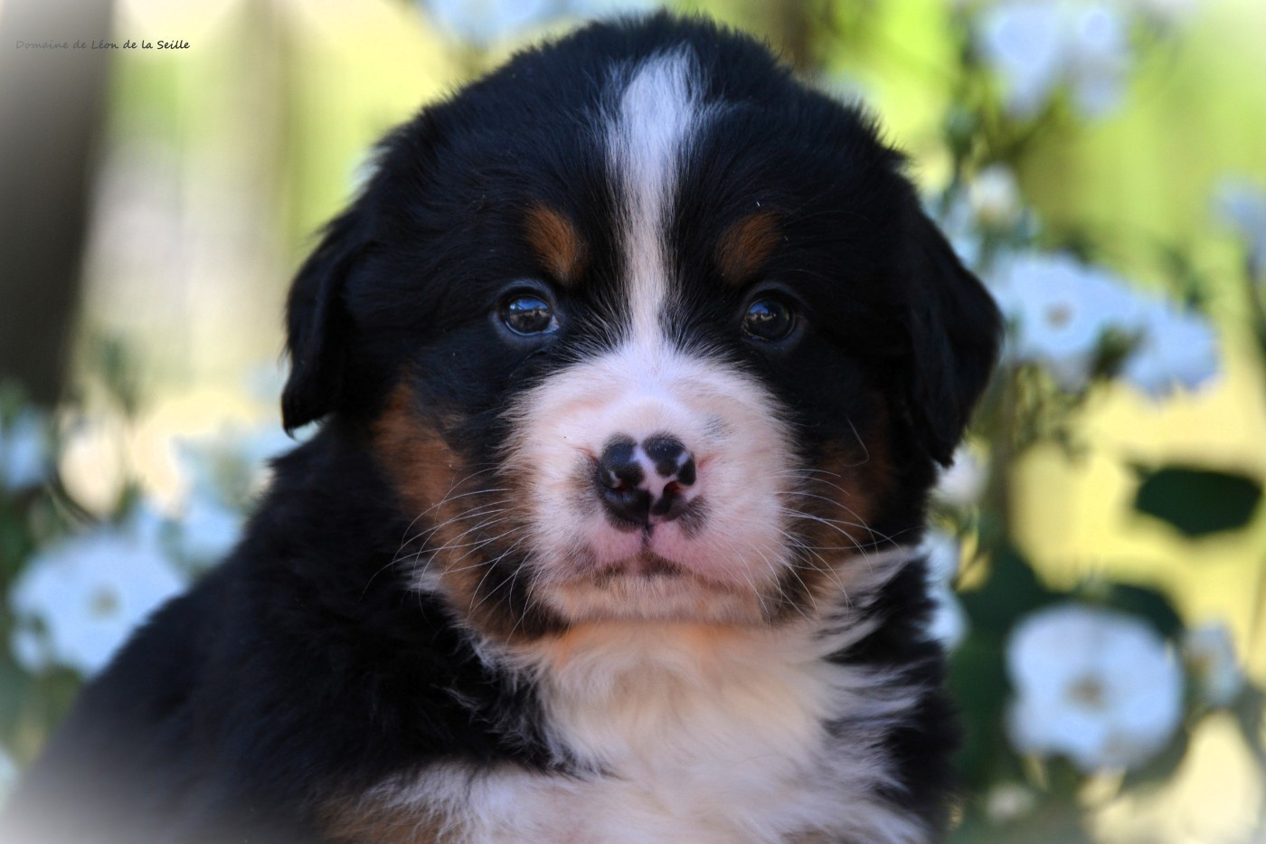 du Domaine De Léon De La Seille - Chiots disponibles - Bouvier Bernois