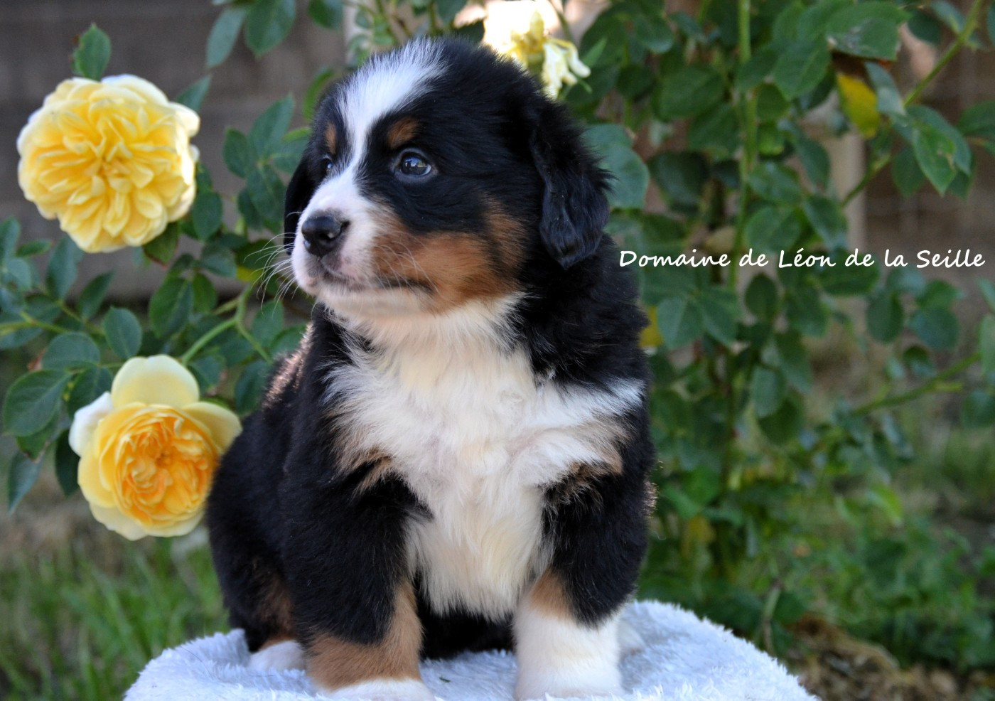 du Domaine De Léon De La Seille - Chiots disponibles - Bouvier Bernois