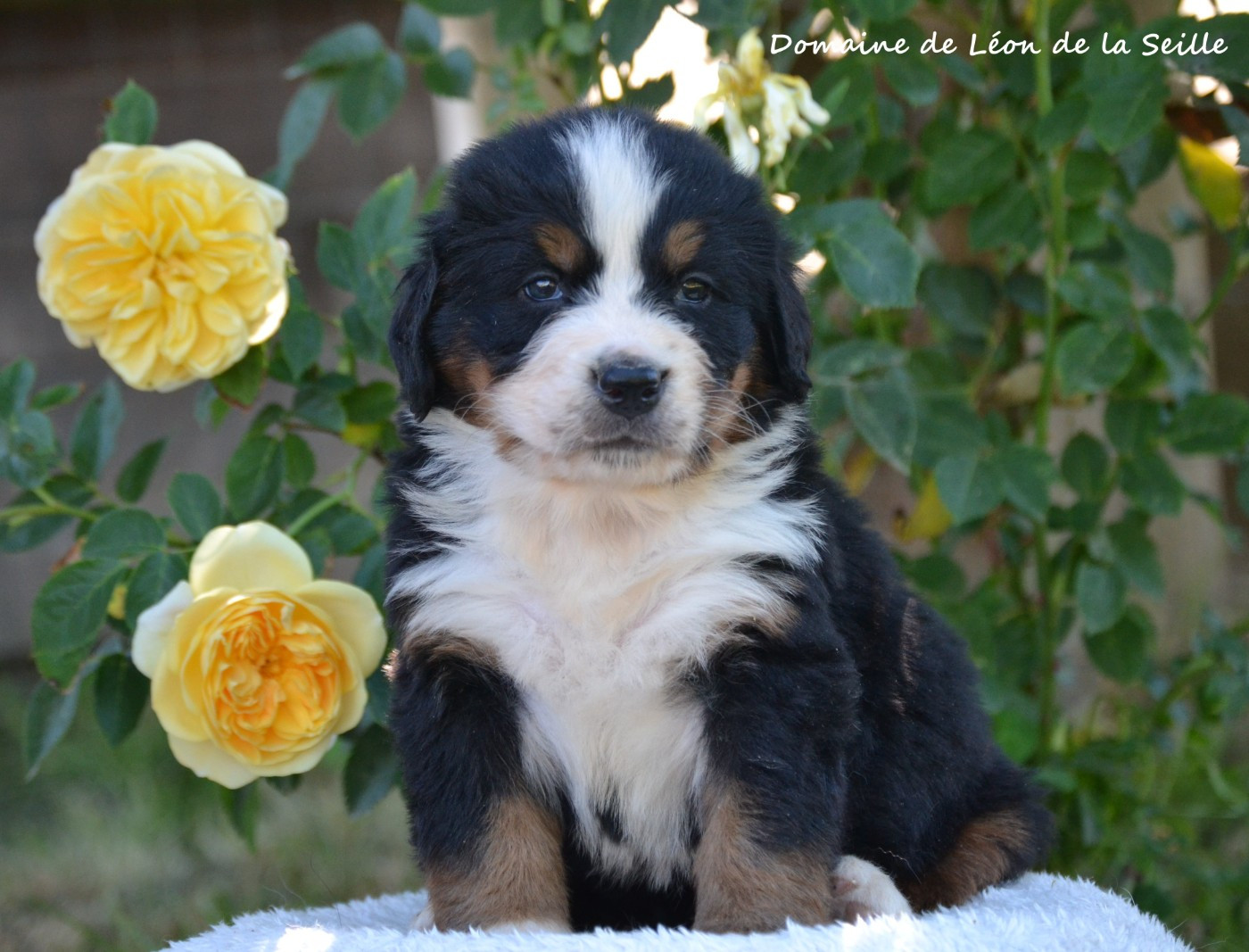 du Domaine De Léon De La Seille - Chiots disponibles - Bouvier Bernois