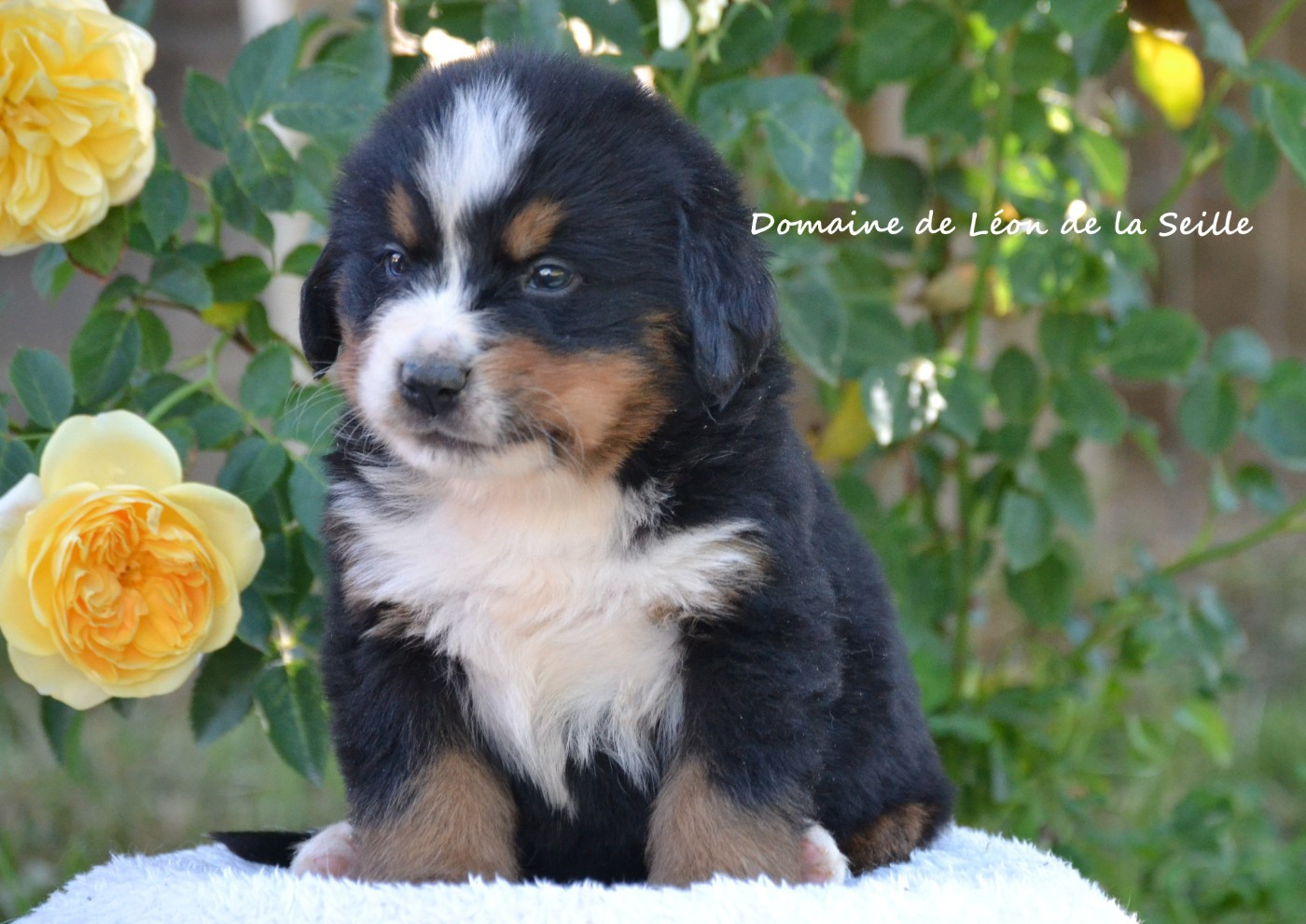 du Domaine De Léon De La Seille - Chiots disponibles - Bouvier Bernois